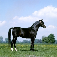 Picture of Polish Arab stallion at janow podlaski stud