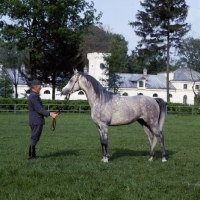 Picture of Polish Arab stallion with Polish handler