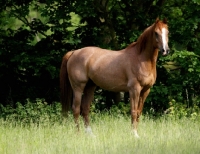 Picture of Polish Arab standing in field