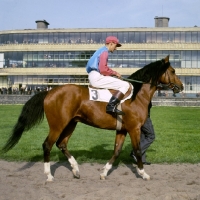 Picture of Polish Arab with jockey at Warsaw races