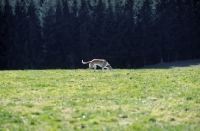 Picture of Polish Greyhound in field