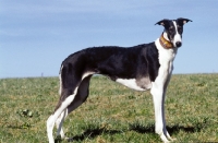 Picture of Polish Greyhound, side view
