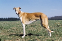 Picture of Polish Greyhound side view