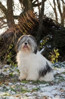 Picture of Polish Lowland Sheepdog (aka Nizinny)