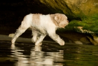 Picture of Polish Lowland Sheepdog (aka polski owczarek nizinny) walking on beach