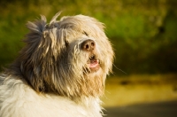 Picture of Polish Lowland Sheepdog (aka polski owczarek nizinny), hair covering eyes