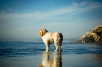 Picture of Polish Lowland Sheepdog (aka polski owczarek nizinny) looking out at sea