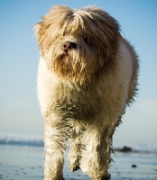 Picture of Polish Lowland Sheepdog (aka polski owczarek nizinny) on beach
