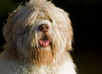 Picture of Polish Lowland Sheepdog (aka polski owczarek nizinny)