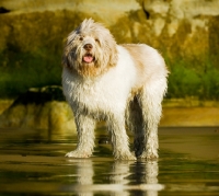 Picture of Polish Lowland Sheepdog (aka polski owczarek nizinny) on beach, looking at camera