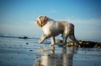 Picture of Polish Lowland Sheepdog (aka polski owczarek nizinny) walking on beach