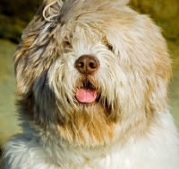 Picture of Polish Lowland Sheepdog (aka polski owczarek nizinny)