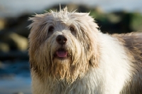 Picture of Polish Lowland Sheepdog (aka polski owczarek nizinny) looking at camera