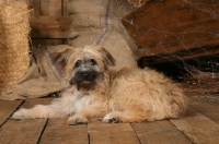 Picture of Polish Lowland Sheepdog (aka Polski Owczarek Nizinny)