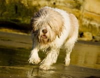 Picture of Polish Lowland Sheepdog (aka polski owczarek nizinny)