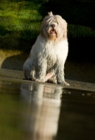 Picture of Polish Lowland Sheepdog (aka polski owczarek nizinny) sitting near shore