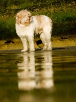 Picture of Polish Lowland Sheepdog (aka polski owczarek nizinny) on beach