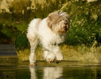 Picture of Polish Lowland Sheepdog (aka polski owczarek nizinny) walking on beach