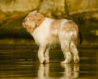 Picture of Polish Lowland Sheepdog (aka polski owczarek nizinny)