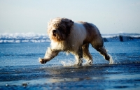 Picture of Polish Lowland Sheepdog (aka polski owczarek nizinny) running in sea