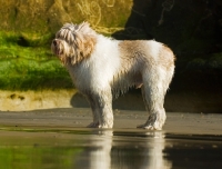 Picture of Polish Lowland Sheepdog (aka polski owczarek nizinny), side view