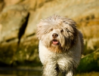 Picture of Polish Lowland Sheepdog (aka polski owczarek nizinny)