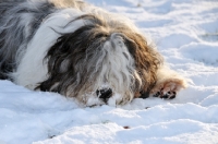 Picture of Polish Lowland Sheepdog, (also known as Nizinny)