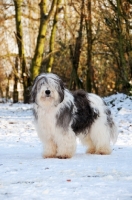 Picture of Polish Lowland Sheepdog, (also known as Nizinny)