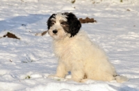 Picture of Polish Lowland Sheepdog, (also known as Nizinny)