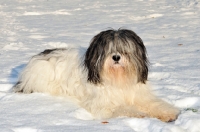 Picture of Polish Lowland Sheepdog, (also known as Nizinny)