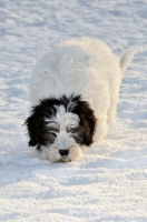 Picture of Polish Lowland Sheepdog, (also known as Nizinny)