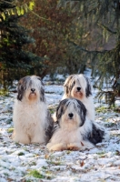 Picture of Polish Lowland Sheepdog, (also known as Nizinny)