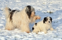 Picture of Polish Lowland Sheepdog, (also known as Nizinny)