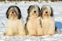 Picture of Polish Lowland Sheepdog, (also known as Nizinny)