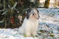 Picture of Polish Lowland Sheepdog, (also known as Nizinny)