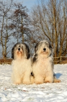 Picture of Polish Lowland Sheepdog, (also known as Nizinny)