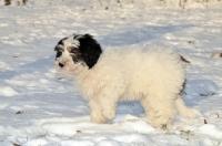 Picture of Polish Lowland Sheepdog, (also known as Nizinny)