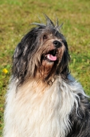 Picture of Polish Lowland Sheepdog looking up