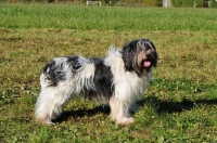 Picture of Polish Lowland Sheepdog on grass, side view