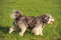 Picture of polish lowland sheepdog on grass