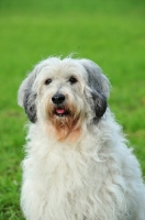 Picture of Polish Lowland Sheepdog portrait