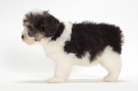 Picture of Polish Lowland Sheepdog puppy on white background, side view