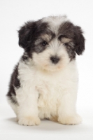 Picture of Polish Lowland Sheepdog puppy on white background