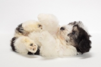 Picture of Polish Lowland Sheepdog puppy on white background