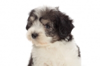 Picture of Polish Lowland Sheepdog puppy, portrait