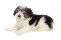Picture of Polish Lowland Sheepdog puppy lying down on white background