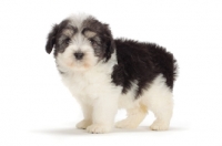 Picture of Polish Lowland Sheepdog puppy