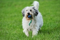 Picture of Polish Lowland Sheepdog retrieving toy