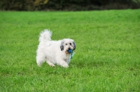 Picture of Polish Lowland Sheepdog retrieving toy in field