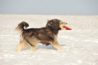 Picture of Polish Lowland Sheepdog running with frisbee on snow